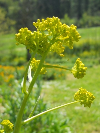 Isatis tinctoria